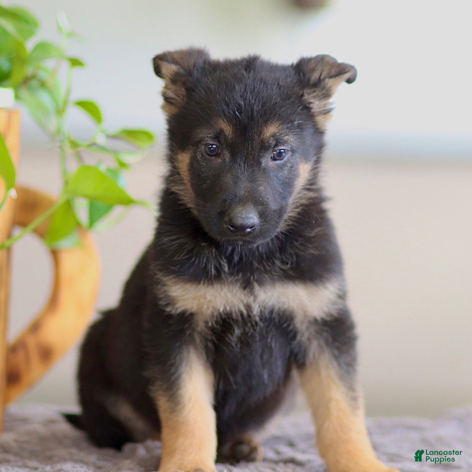 German Shepherd dogs Gunner - Ad 2