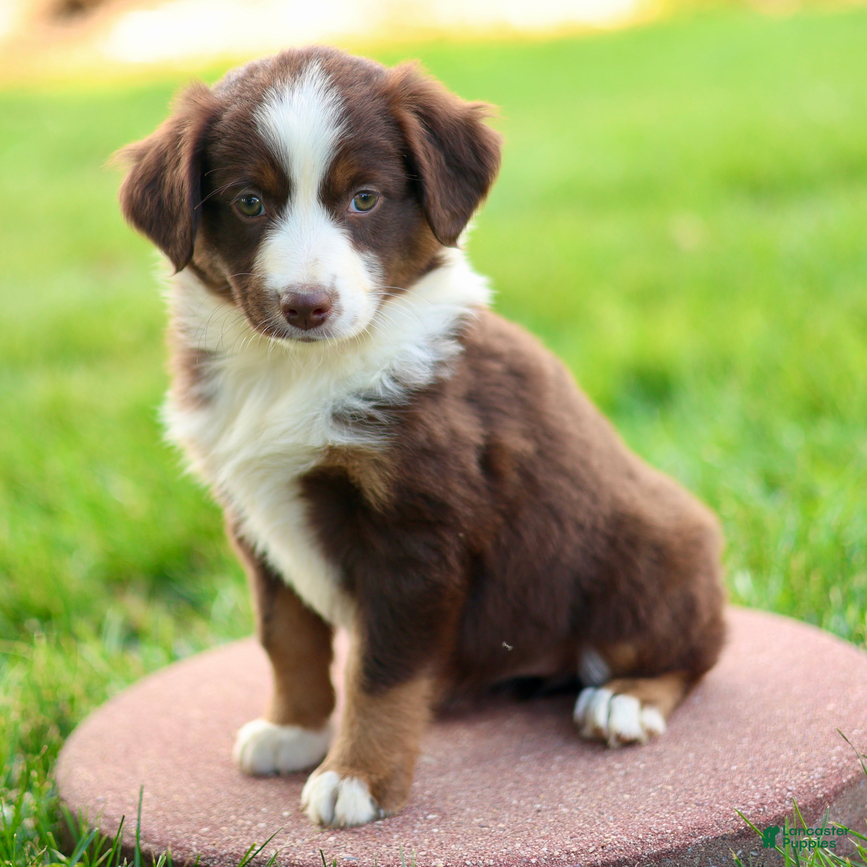 Miniature Australian Shepherd dogs Joanna - Ad 2