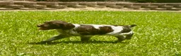 Brittany Spaniel dogs for sale: Macie - Ad 8
