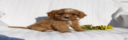 Cavapoo dogs for sale: Lucy - Ad 3