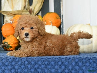 Mixed Breed dogs - Ad 3