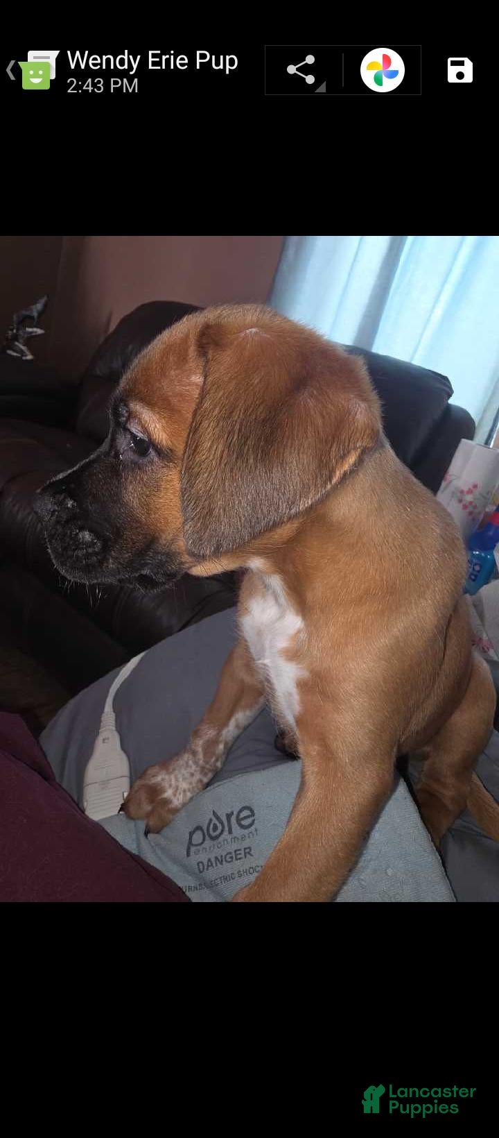Mixed Breed dogs for sale: Mixed Breed 5 - Ad 40