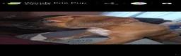 Mixed Breed dogs for sale: Mixed Breed 5 - Ad 1
