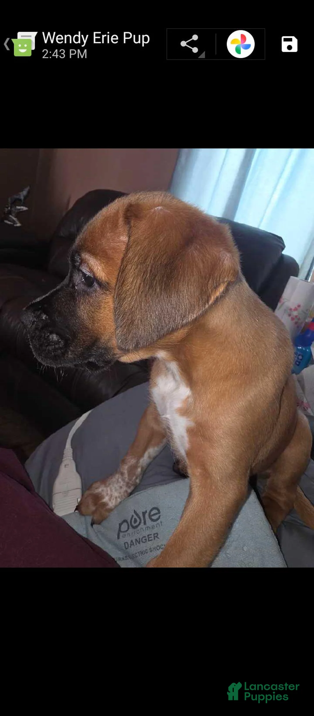 Mixed Breed dogs for sale: Mixed Breed 5 - Ad 1