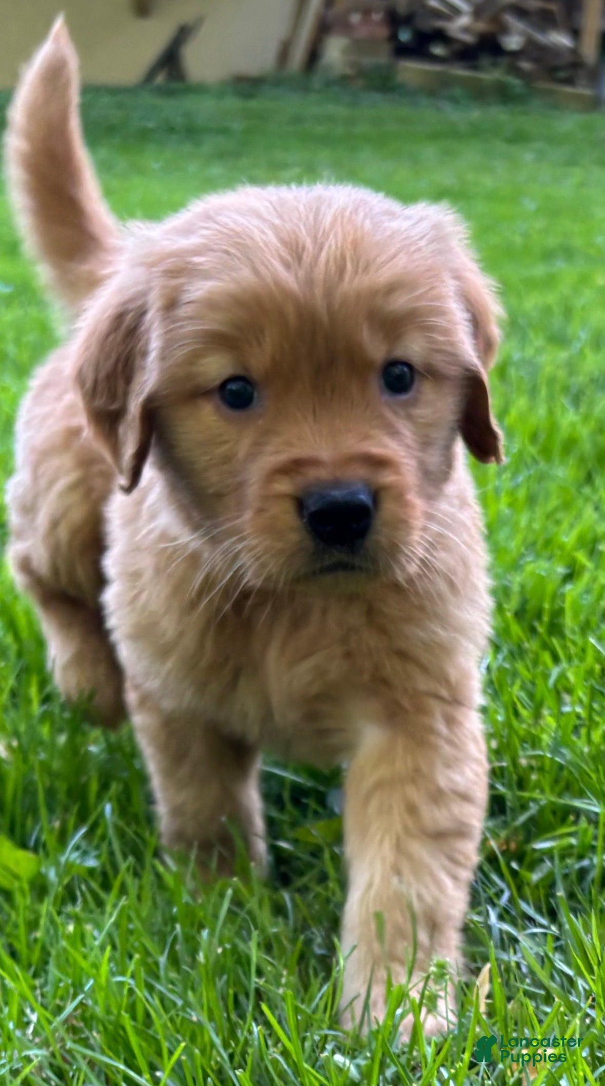 Golden Retriever dogs Golden Retriever Puppy 2 - Ad 1