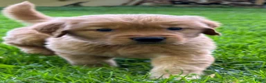 Golden Retriever Puppy 2