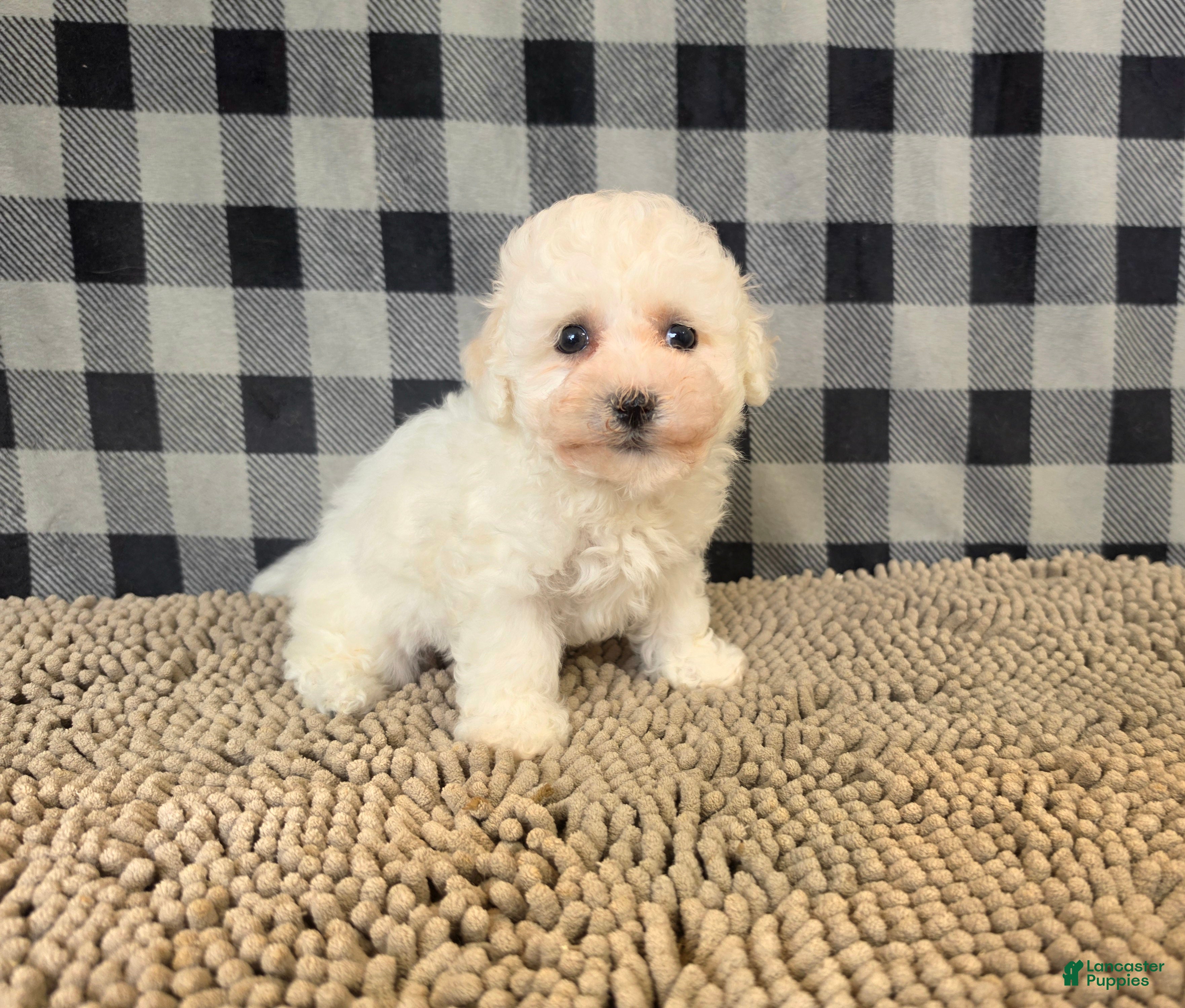 Bichon Frise dogs for sale: Barry - Ad 2