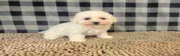 Bichon Frise dogs for sale: Barry - Ad 2