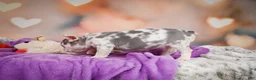 French Bulldog dogs for sale: Sammie - Ad 4