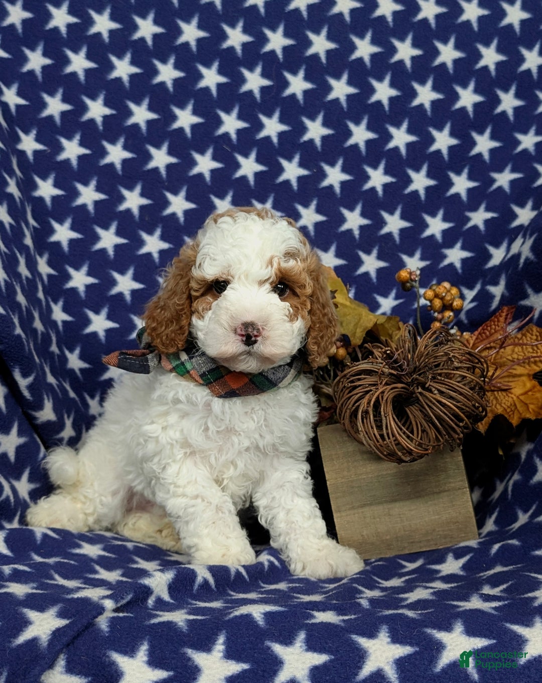 Miniature Poodle dogs for sale: Triton - Ad 3