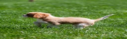 Cavalier King Charles Spaniel dogs for sale: Allen Cavalier King Charles Spaniel Puppy  - Ad 5
