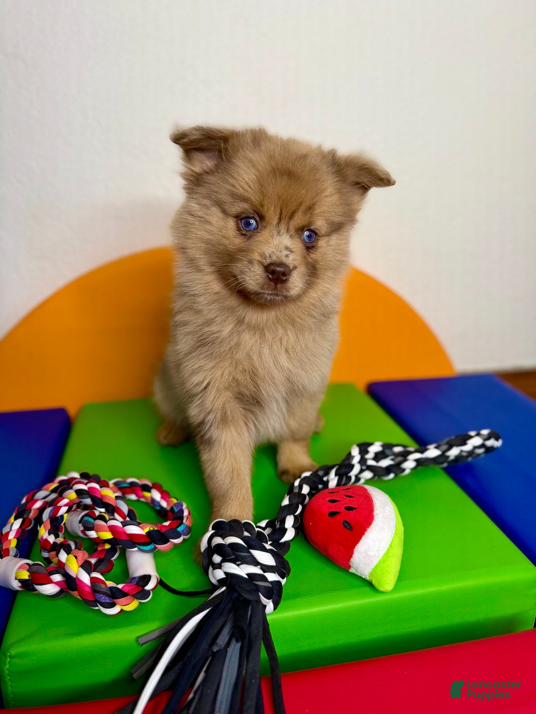 Pomsky dogs for sale: Remi - Ad 2