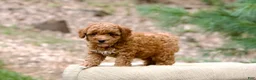 Miniature Poodle dogs for sale: Miniature Poodle 2 - Ad 3