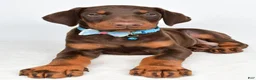 Doberman Pinscher dogs for sale: Hal - Ad 4