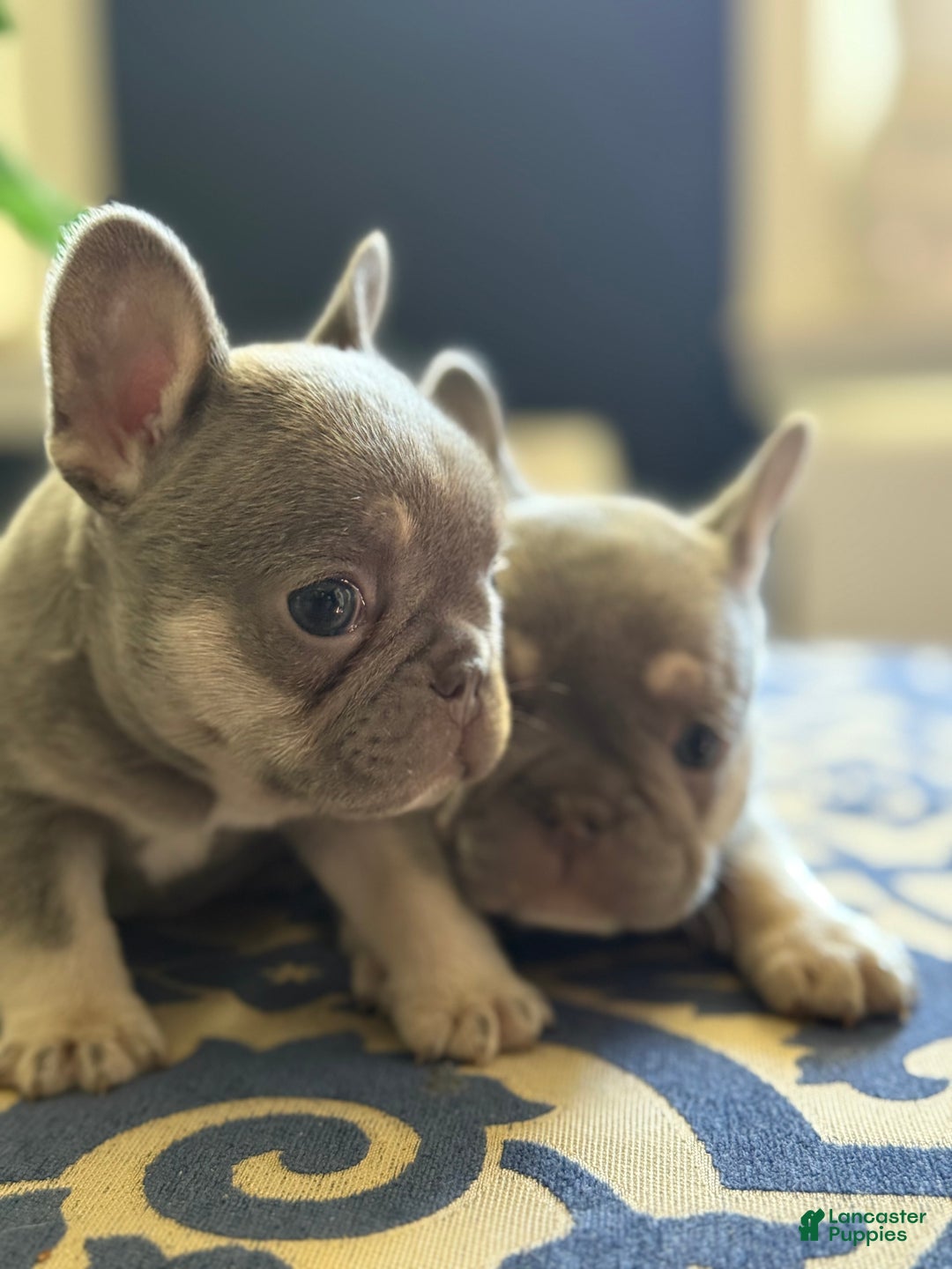 French Bulldog dogs for sale: Growleth  - Ad 13