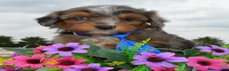 Mini Aussiedoodle dogs for sale: Mini Ace - Ad 3