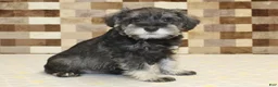Miniature Schnauzer dogs for sale: Tucker - Ad 4