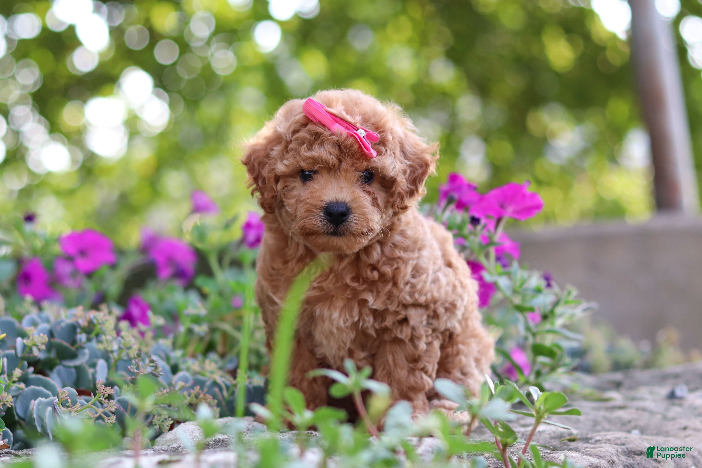 Miniature Poodle dogs Janika - Ad 2