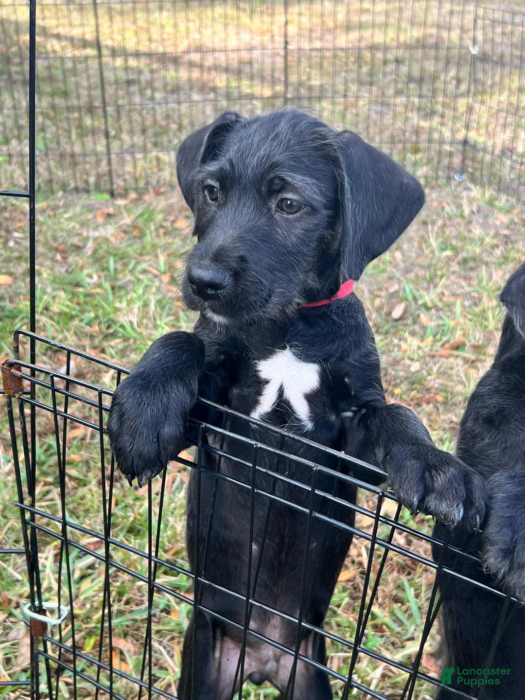 Mixed Breed dogs for sale: Marshall - Ad 3