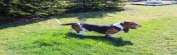 Basset Hound dogs for sale: Zuma - Ad 6