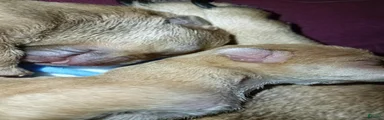 Chiweenie 5