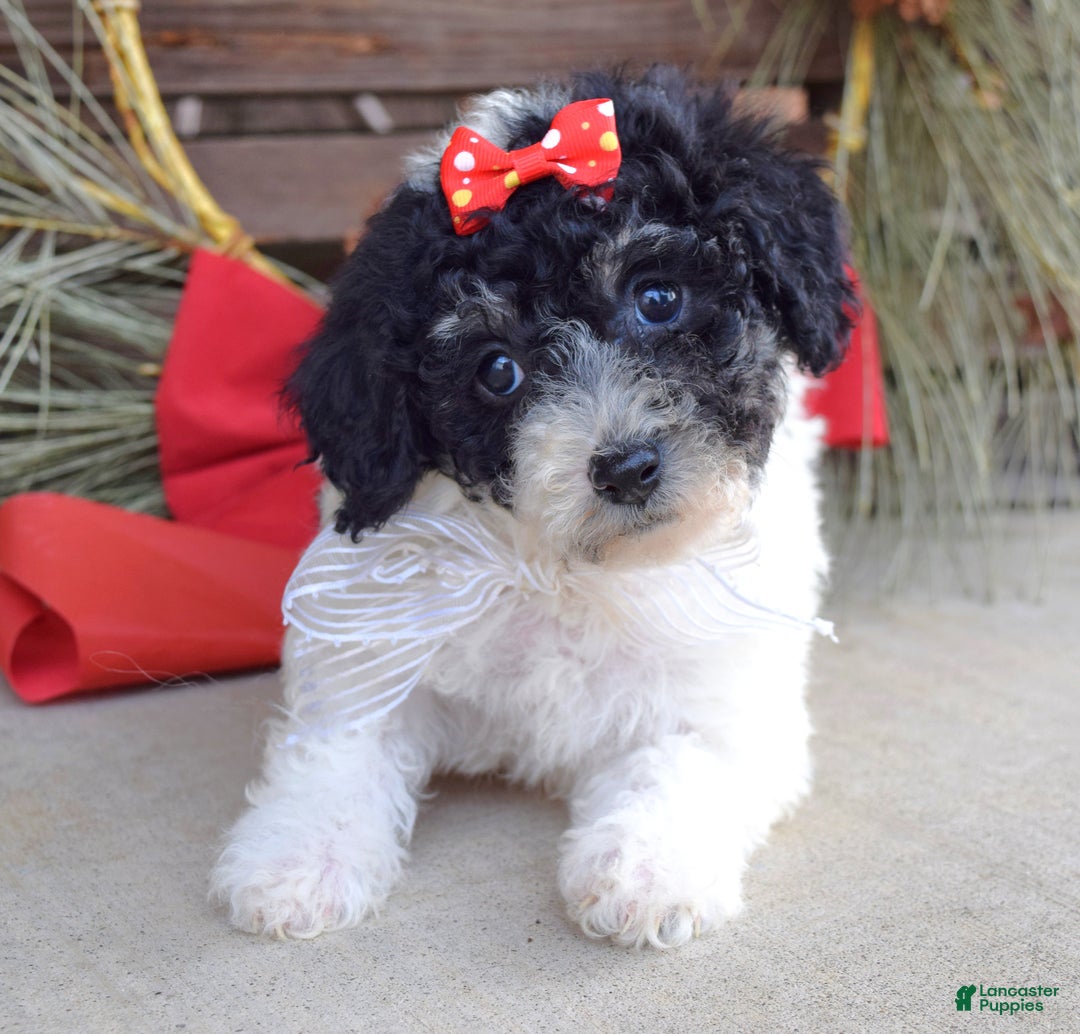 Bichpoo dogs for sale: Lola - Ad 10