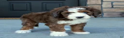 Bernedoodle dogs for sale: Max  - Ad 8