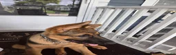 German Shepherd dogs for sale: German Shepherd 1 - Ad 3
