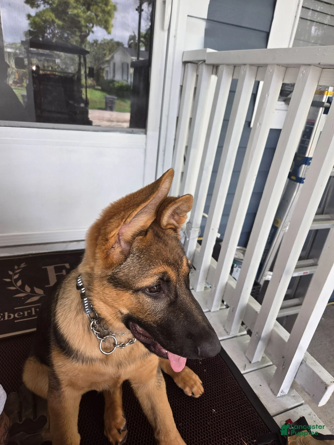 German Shepherd dogs for sale: German Shepherd 1 - Ad 3