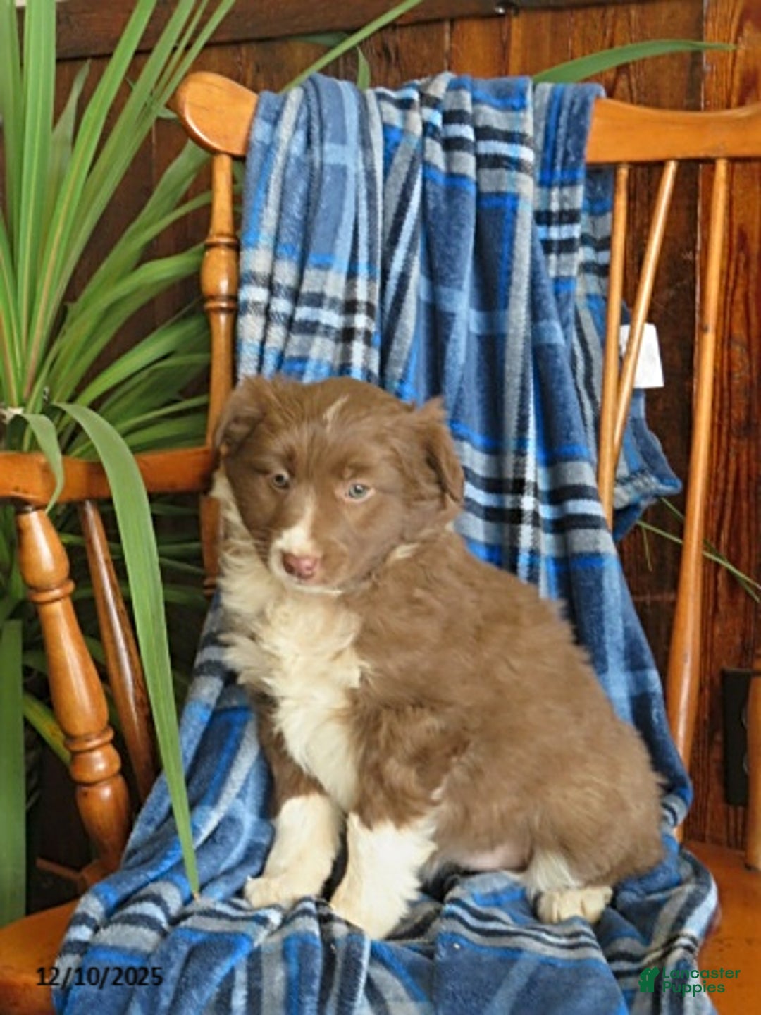 Miniature Australian Shepherd dogs for sale: Maisy - Ad 3