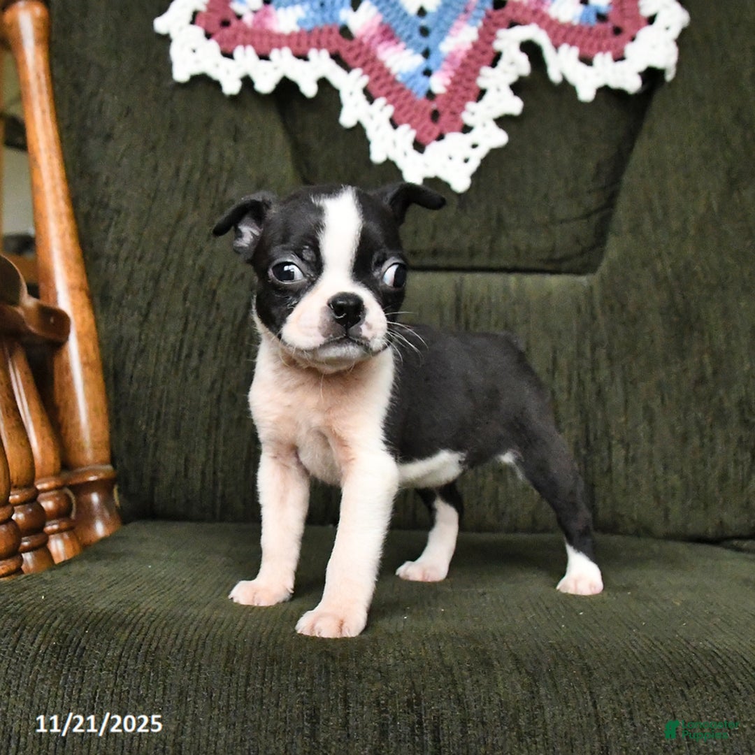 Boston Terrier dogs for sale: Ruby - Ad 7