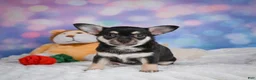 Chihuahua dogs for sale: Callie - Ad 12
