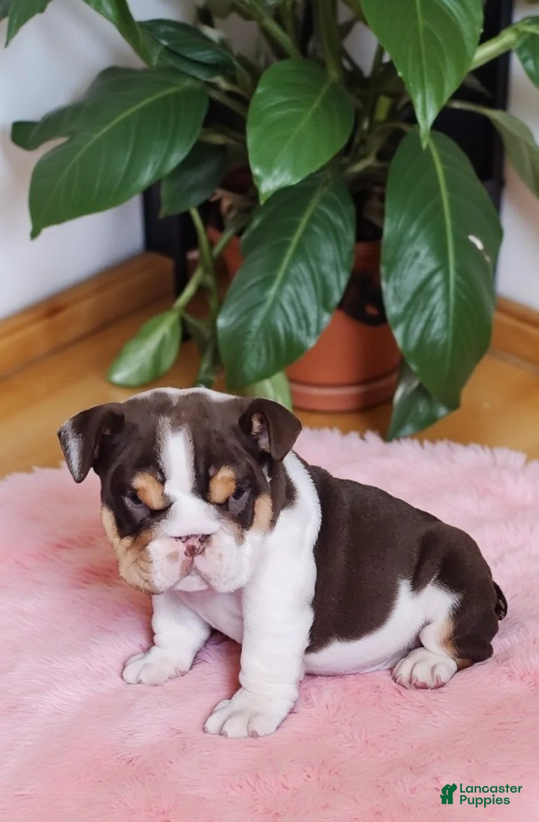 English Bulldog dogs for sale: Health clear Snickers  - Ad 8
