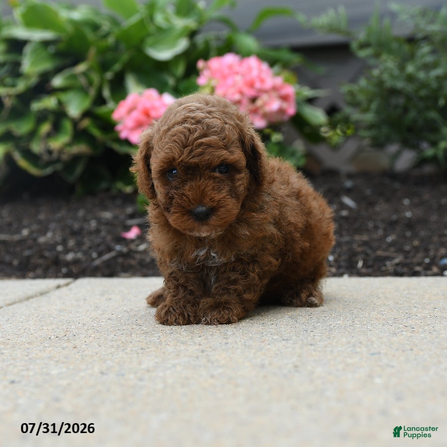 Toy Poodle dogs Jesse - Ad 1