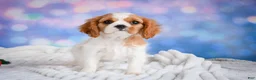 Cavalier King Charles Spaniel dogs for sale: Sasha - Ad 5