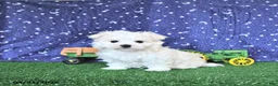 Maltese dogs for sale: Cozi - Ad 4