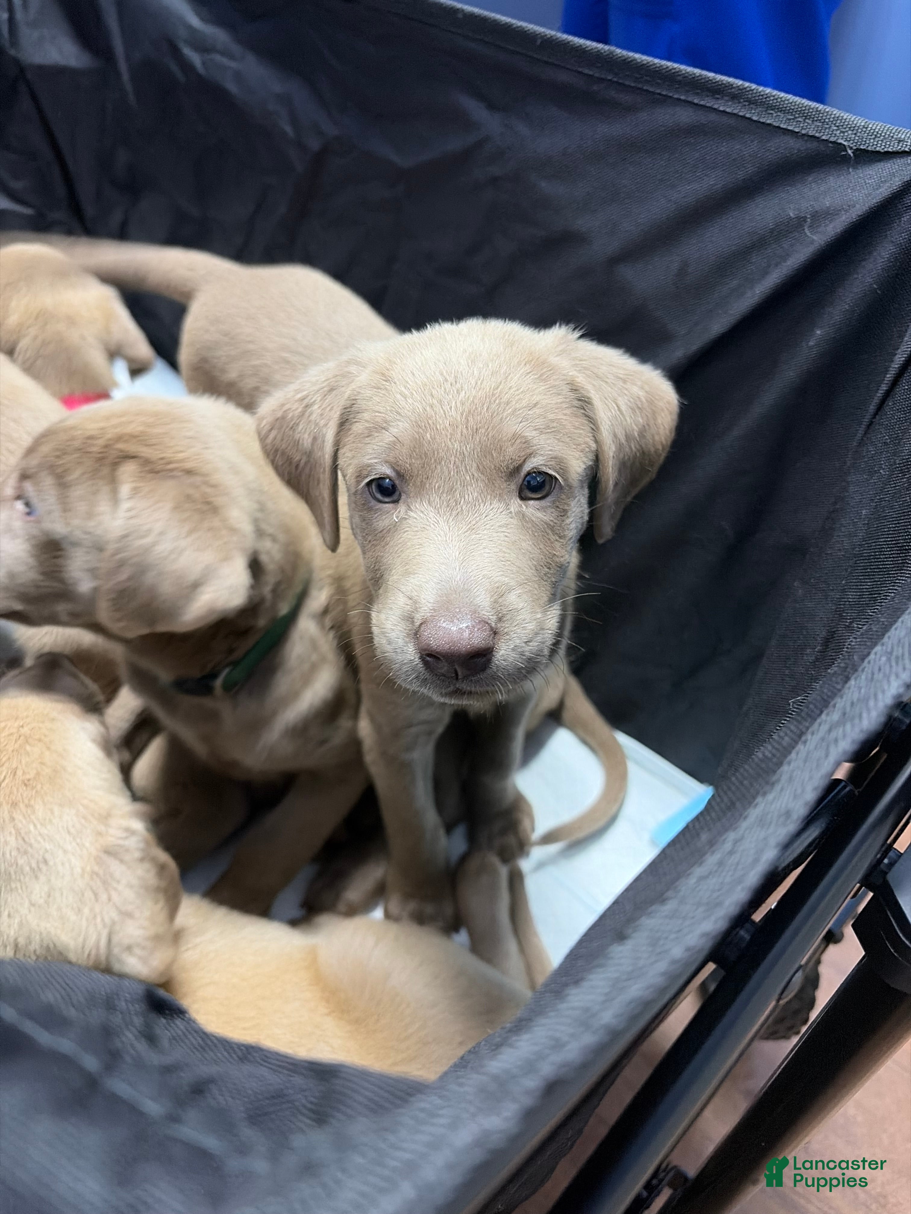 Labrador Retriever dogs Orange male - Ad 1