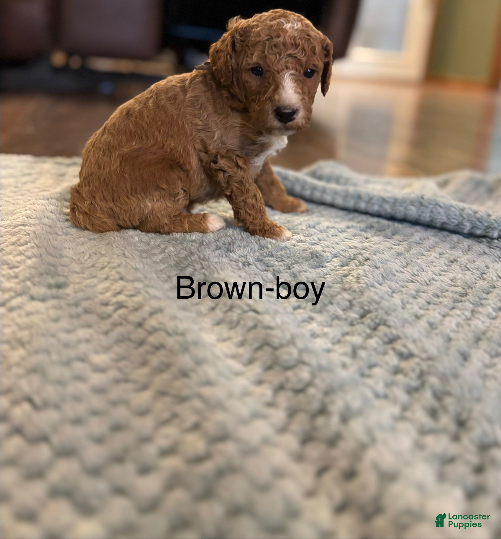 Mini Goldendoodle dogs Mini Goldendoodle 2 brown - Ad 29