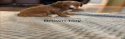 Mini Goldendoodle dogs for sale: Mini Goldendoodle 2 brown - Ad 1