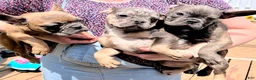 French Bulldog dogs for sale: French Bulldog Puppy 1 - Ad 15