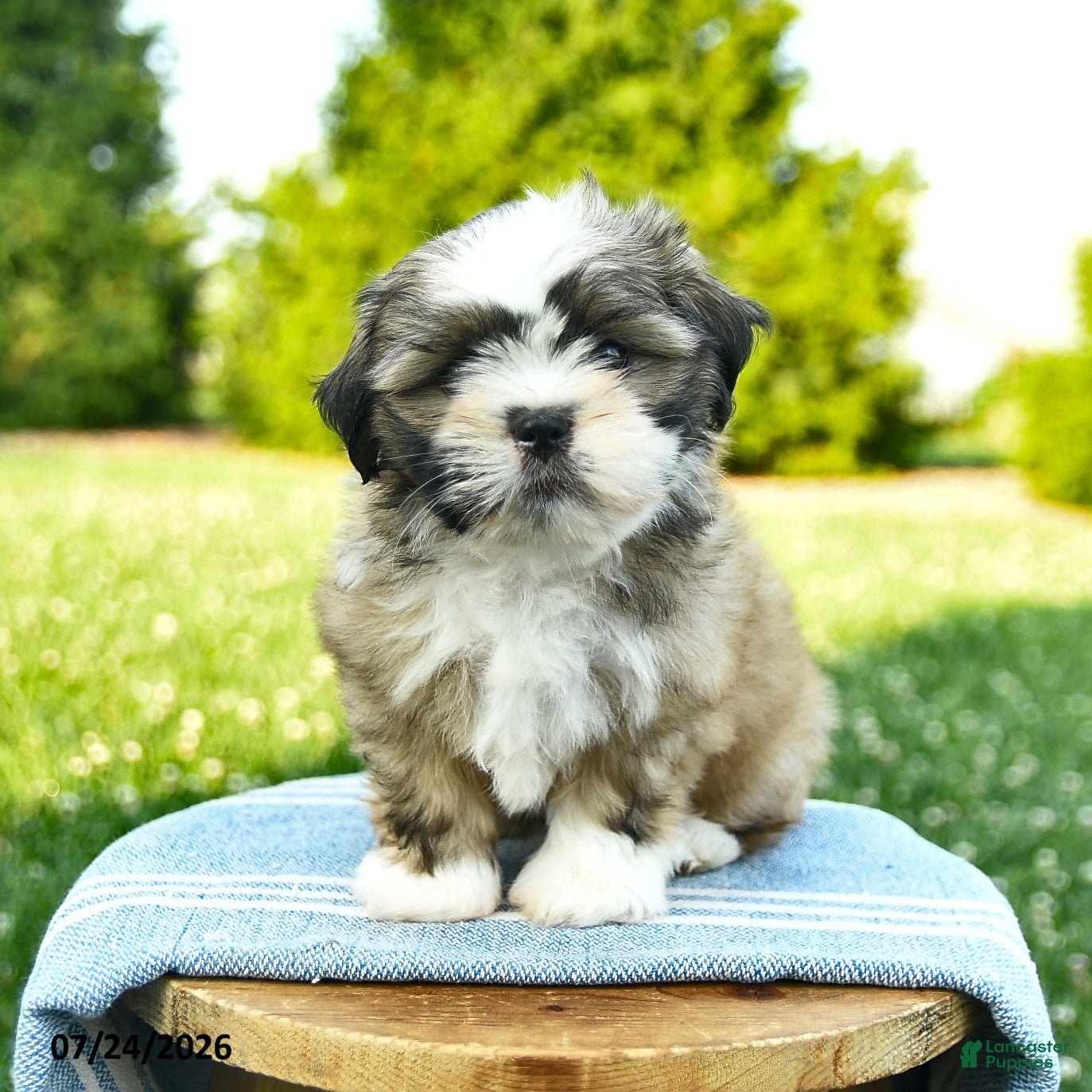 Shih Tzu dogs Sophie - Ad 1