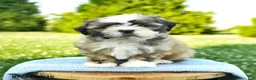 Shih Tzu dogs for sale: Sophie - Ad 1