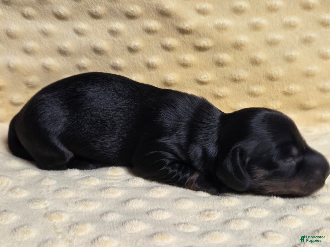 Miniature Dachshund dogs for sale: Pita - Ad 4