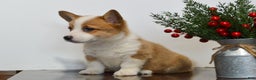 Welsh Corgi Pembroke dogs for sale: Hazel - Ad 2