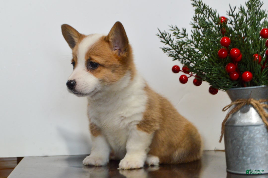 Welsh Corgi Pembroke dogs for sale: Hazel - Ad 2