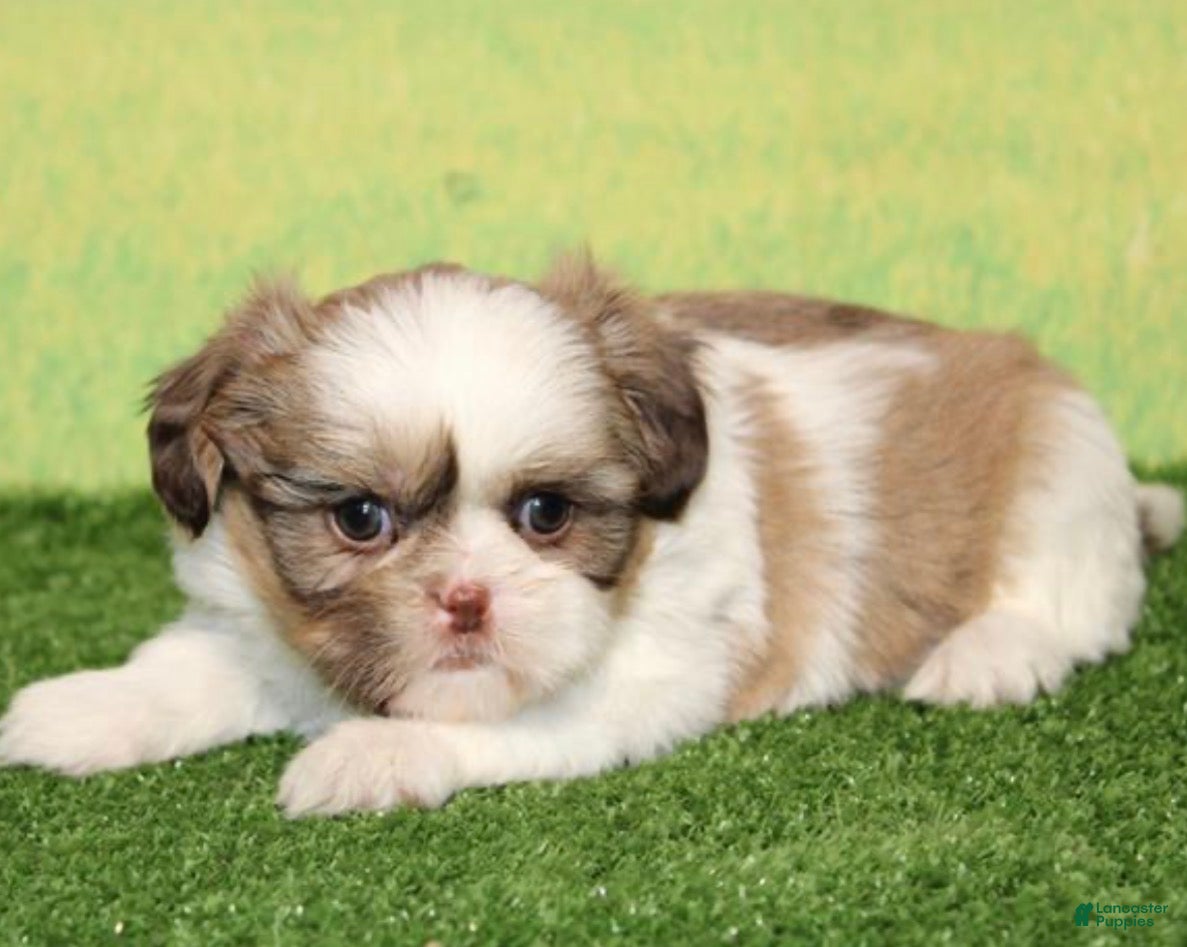 Shih Tzu dogs for sale: Brittany  - Ad 3