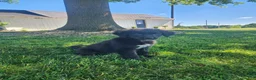 Mixed Breed dogs for sale: Lucy - Ad 2