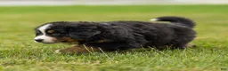 Bernese Mountain Dog dogs for sale: Brady Bernese Mountain Dog  - Ad 3