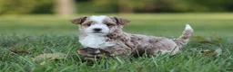 Bichpoo dogs for sale: Ryder - Ad 4
