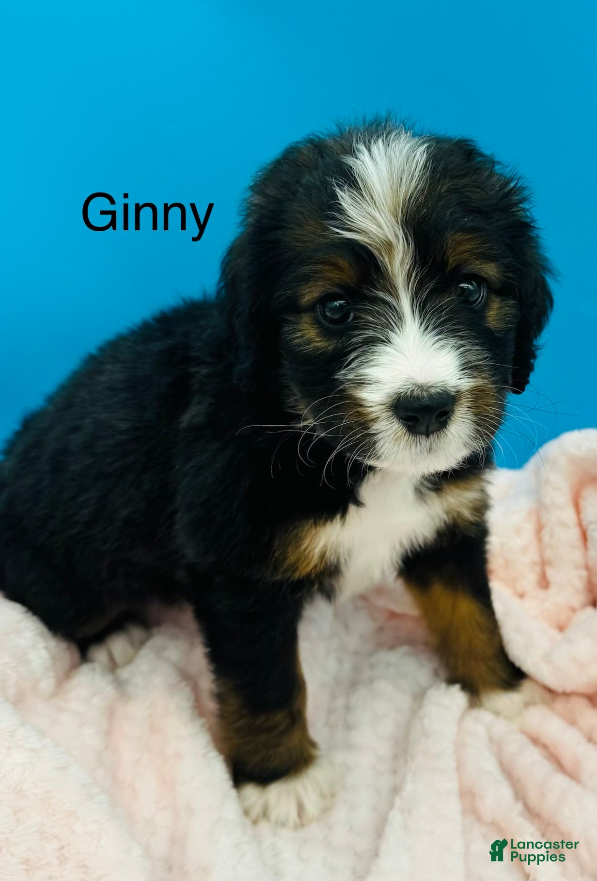Bernedoodle dogs Bernedoodle Puppy 14 - Ad 2